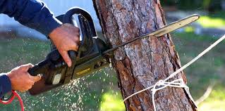 How Our Tree Care Process Works  in Collegeville, PA